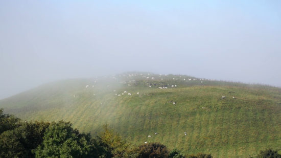 mist sheep